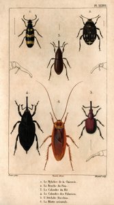 Die Mylabra der Chicorée, die Erbsenbruche, das Weizengitter, das Palmengitter, der Hitch Bacchus, die orientalische Schabe. Fauna der Ärzte oder Geschichte der Tiere und ihrer Produkte von Hippolyte Cloquet - Band 6 - 1825 von Hippolyte Cloquet