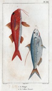 Le Rouget und der Caillou-Tassart (Caillou Tassart). In „Fauna der Ärzte oder Geschichte der Tiere und ihrer Produkte von Hippolyte Cloquet“ - Band 6 - 1825 von Hippolyte Cloquet