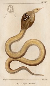 Die Naja oder Brillenschlange. Fauna der Ärzte oder Geschichte der Tiere und ihrer Produkte von Hippolyte Cloquet - Band 6 - 1825 von Hippolyte Cloquet