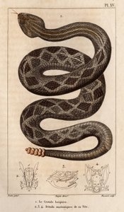 Die Klapperschlange wird trinken, anatomische Details ihres Kopfes. Fauna der Ärzte oder Geschichte der Tiere und ihrer Produkte von Hippolyte Cloquet von Hippolyte Cloquet
