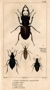 Der männliche Drachenflieger, natürliche Größe, die Reduve-Maske, die gemeine Blaps, der Proscarabeus Meloe in Fauna der Ärzte oder Geschichte der Tiere und ihrer Produkte von Hippolyte Cloquet - Band 6 - 1825 von Hippolyte Cloquet