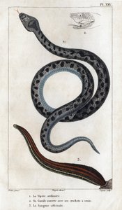 Die gewöhnliche Viper, sein Maul offen mit seinen Giftzähnen, das officinale Sangue. aus „Fauna der Ärzte oder Geschichte der Tiere und ihrer Produkte von Hippolyte Cloquet“ - Band 6 - 1825 von Hippolyte Cloquet
