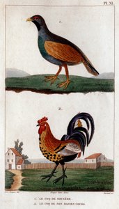 Der Auerhahn und der Haushahn. aus „Fauna der Ärzte oder Geschichte der Tiere und ihrer Produkte von Hippolyte Cloquet“ - Band 6 - 1825 von Hippolyte Cloquet