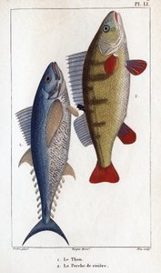 Thunfisch und Flussbarsch. Fauna der Ärzte oder Geschichte der Tiere und ihrer Produkte von Hippolyte Cloquet von Hippolyte Cloquet