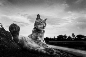 Neugierige Katze Pfotenstreckung