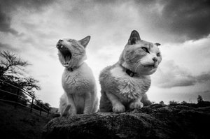 Grummelige gähnende Katzen