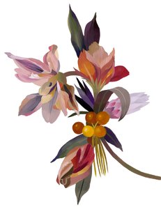 Eine imaginäre Blume basierend auf einer Tulpe