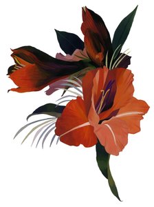 Eine imaginäre Blume basierend auf einer Amaryllis