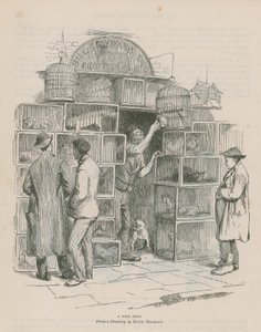Ein Vogelgeschäft von Hugh Thomson