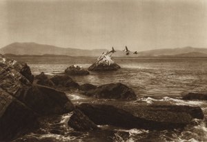Mexiko: Costa de Manzanillo, Pelikane, Bundesstaat Colima