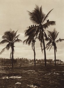 Mexiko: Umgebung von Vera Cruz, Geier