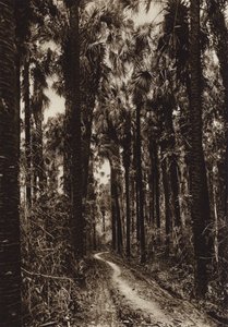 Mexiko: Tamasopo, Palmenhain