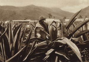 Mexiko: Tlachiquero, der Pulque aus einer Agavenpflanze saugt