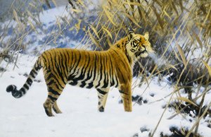 Tiger in einer Winterlandschaft