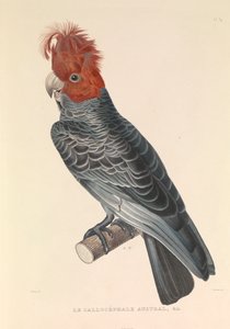 Der australische Callicéphale