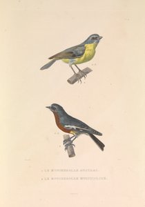 Der australische Fliegenschnäpper und der bunte Fliegenschnäpper von Hyacinthe Yves Philippe (1781 1846) Potentien