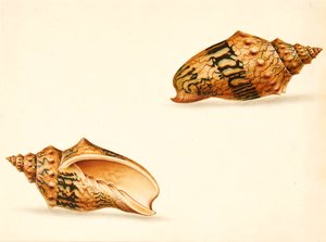 Muschelstudie