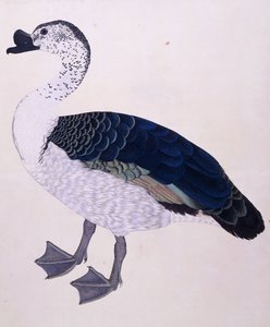 Ein Kamm-Ente, ca. 1800