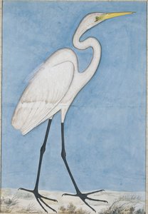 Ein großer Silberreiher, Lucknow