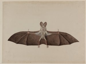 Asiatische Kleine Falsche Vampirfledermaus, ca. 1790 von Indian School