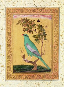 Grüner Vogel, Mughal