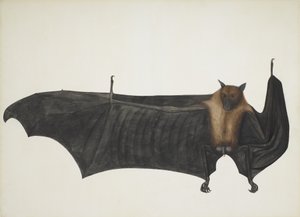 Indischer Flughund, auch bekannt als Großer Indischer Flughund; Pteropus Giganteus, ca. 1800 von Indian School