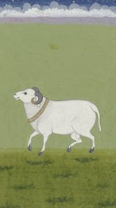 Widder mit goldenem Halsband, 1700-1799 von Indian School