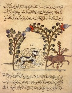 Die Katze und die Ratte, arabische Miniatur aus "Kalila va dimna" von Indian School