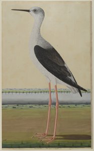 Wasservogel in einer Landschaft, c.1780