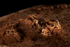 Im IVPP-Satellitenzentrum in Nord-Peking, Tritylodonten, die letzten säugetierähnlichen Reptilien von Ira Block