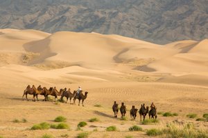 Karawane von Baktrischen Kamelen in der Süd-Gobi-Wüste, Mongolei, 2013 (Foto) von Ira Block
