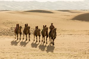 Karawane von Baktrischen Kamelen in der südlichen Gobi-Wüste, Mongolei