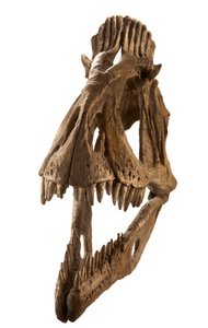 Cryolophosaurus Nachbildung am Augustana College, Rock Island, Illinois von Ira Block