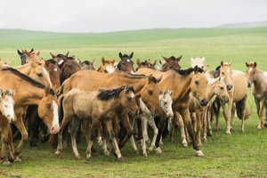 Lokale Familie treibt ihre Pferde im Gun-Galuut Naturreservat zusammen