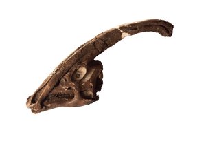 Parasaurolophus, ein originaler Schädel und Kamm im Royal Ontario Museum von Ira Block