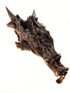 Der Schädel des Dracorex im Kindermuseum in Indianapolis, Indiana von Ira Block