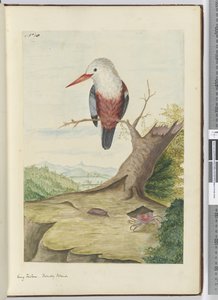 F.10 Eisvogel, Freundliche Inseln, 1772-75