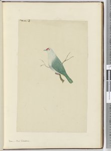 F.12 Taube, Neukaledonien, 1772-75