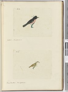F.13 Fächerschwanz, Neuseeland  F.14 Kleiner Fächerschwanz, Neuseeland, 1772-75