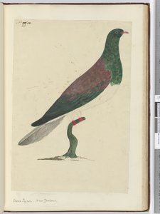F.26 Holztaube, Neuseeland, 1772-75