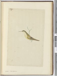 Kuckuck. Neuseeland, 1772-75