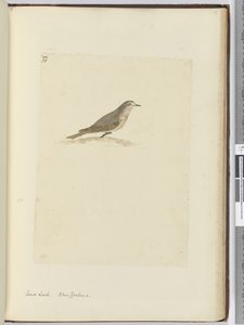 Sandlerche. Neuseeland, 1772-75