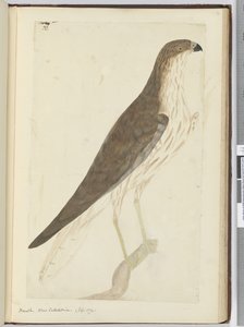 Falke. Neukaledonien. (Sept. 1774), 1772-75