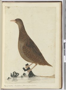 Ralle oder Waldhenne. Neuseeland. (Ernährt sich an kleinen Bächen), 1772-75