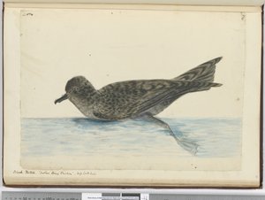 Schwarzer Pintado. Mother Careys Huhn. Hohe südliche Breiten, 1772-75 von Isaac Smith