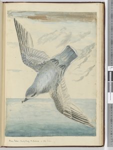 Blaue Sturmschwalbe. Dusky Bay, Neuseeland. In hohen südlichen Breiten, 1772-75 von Isaac Smith