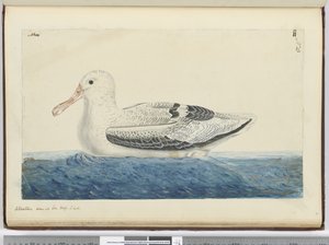 Albatros. Gesehen auf See in hohen südlichen Breiten, 1772-75 von Isaac Smith