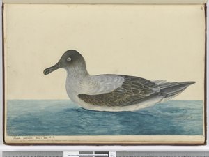 Kleiner Albatros gesehen bei 65° S., 1772-75 von Isaac Smith