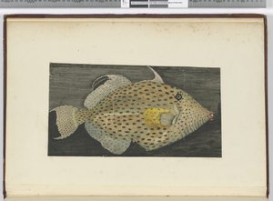 Ein Fisch namens Alte Frau von S. Jago, 1772-75
