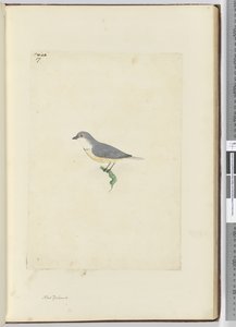 F.17 Unidentifizierter neuseeländischer Vogel, 1772-75